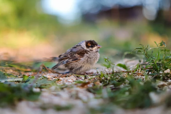 手の小さな貧しい惨めなスズメ 助けの動物や鳥 小動物のスズメ 動物の救助 Ornithogology Sparrowフリードリング 人間の優しさ Helping かわいいひよこ 巣から落ちる — ストック写真