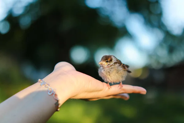 Eldeki Zavallı Serçe Hayvanlara Kuşlara Yardım Kuş Üstünde Oturur Küçük — Stok fotoğraf