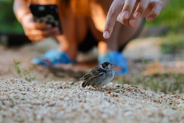 Küçük Sefil Serçe Ellerinde Hayvanlara Kuşlara Yardım Küçük Serçe Hayvan — Stok fotoğraf