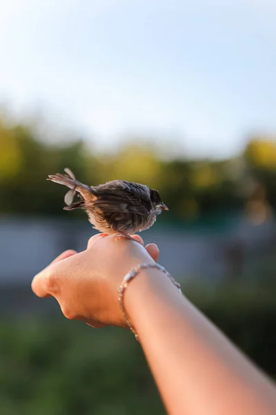 Pequeno Pobre Pardal Miserável Hand Help Animais Birds Bird Senta — Fotografia de Stock