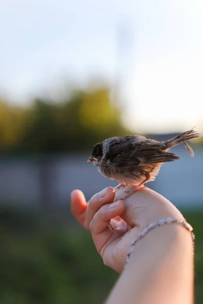 Weinig Arme Ellendige Mus Hand Help Dieren Vogels Vogel Zit — Stockfoto