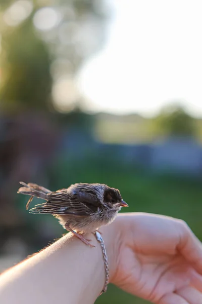 Pequeño Pobre Gorrión Miserable Hand Help Animales Birds Bird Sienta —  Fotos de Stock