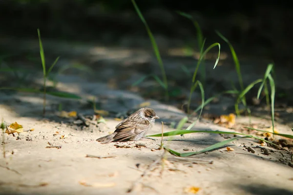 手の小さな貧しい惨めなスズメ 助けの動物や鳥 小動物のスズメ 動物の救助 Ornithogology Sparrowフリードリング 人間の優しさ Helping かわいいひよこ 巣から落ちる — ストック写真