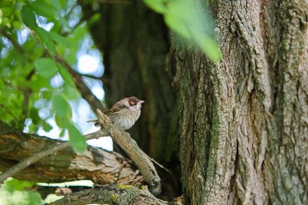 鳥は森の木の枝に座っています 小さな手のひどい悲惨なスズメ Help動物や鳥 Little Sprow Animal Rescue Ornithogology Sparrow Flgling — ストック写真