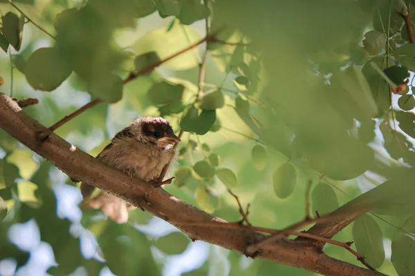 Ptak Siedzi Gałęzi Drzewa Lasie Little Biedny Nieszczęśliwy Wróbel Hand — Zdjęcie stockowe