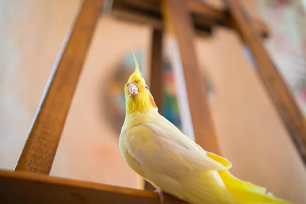 stock image Yellow cockatiel parrot.Cute cockatiel.Home pet parrot.The best cockatiel.Beautiful photo of a bird.Ornithology.Funny parrot.Cockatiel parrot.Home pet yellow bird.Beautiful feathers.Love for animals