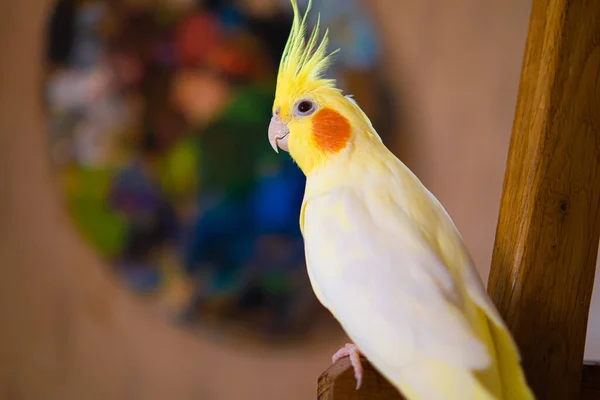 黄色いカクテルパロット かわいいカクテル ホームペットパロット 最高のカクテル 鳥の美しい写真 オルニトロジー おかしいパロット カクテルパロット ホームペット黄色い鳥 美しい羽 — ストック写真