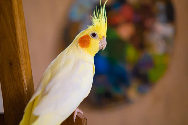 Жовтий Коктейльний Папуга Милий Коктейль Домашній Улюблений Папуга Найкращий Коктейль Стокова Картинка