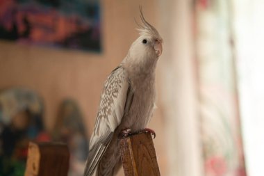 Şirin papağan. Ev hayvanı papağan. En iyi papağan. Güzel bir papağan fotoğrafı. Komik bir papağan. Beyaz suratlı bir papağan. Evcil kuş..