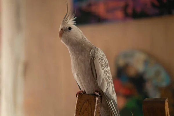 Roztomilý Papoušek Kohout Domácí Papoušek Nejlepší Kohout Krásná Fotografie Papouška — Stock fotografie