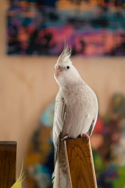 可爱的鹦鹉 家养的鹦鹉 最好的驾驶舱 美丽的鹦鹉照片 鸟类学 滑稽的鹦鹉 白脸鹦鹉 家养的小鸟 最好的驾驶舱 对动物的爱 — 图库照片