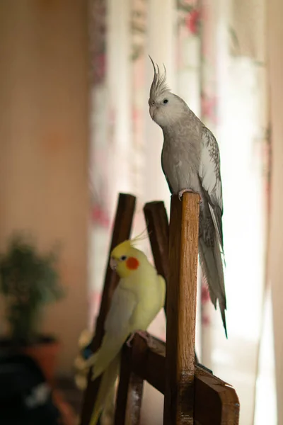 Deux Perroquets Assis Sur Une Cage Les Oiseaux Mignons Sont — Photo