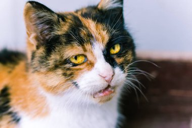 Bir kediye yaklaş. Üç renkli kedi. Renkli kedi. Güzel kedi gözleri. Sevimli hayvan. Evsiz hayvan barınağı. Çok renkli yün..