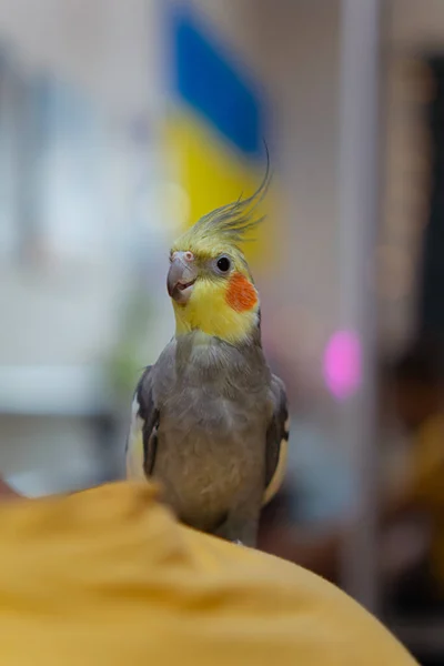 Güzel Bir Kuş Fotoğrafı Kuşbilim Komik Papağan Cockatiel Papağanı Hayvanı — Stok fotoğraf