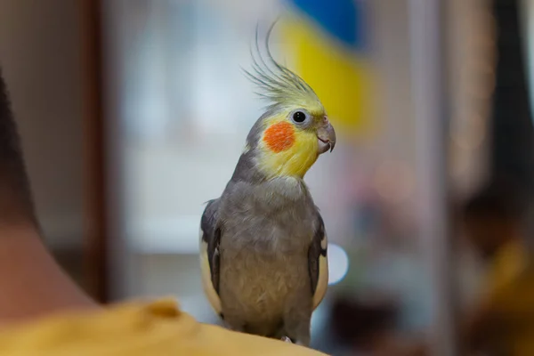 Schönes Foto Eines Vogels Ornithologie Lustiger Papageien Nymphenpapageien Heimtier Gelber Stockbild