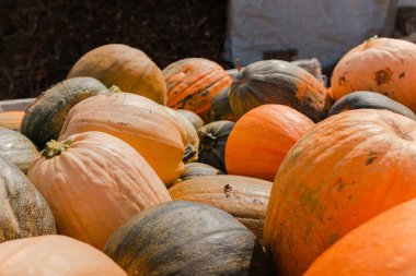 Markette bir sürü balkabağı yığını. Cadılar Bayramı için hazırlanma ve malzeme. Balkabağı hasadı. Sağlıklı yiyecek. Çeşitli balkabakları. Bir sürü sebze, sebze, mevsimlik yiyecek.