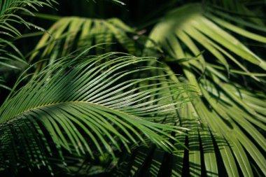 Ormandaki tropikal yaprak. Palmiye yaprağı kapanıyor. Yeşil tropikal yapraklar. Yapraklı yeşil arkaplan. Soyut arka plan. Yapraklı arka plan. Palmiye ağacı. Yaprakların makro fotoğrafı..