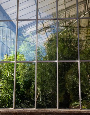 Çiçekli sera. Sera binası. Tropikal ve egzotik bitkiler. Birçok bitki ve yeşillik. Tasarım. Peyzaj. Şehirde vaha. Büyük cam sera.