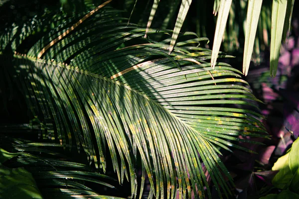 tropical leaf in the jungle.palm leaf close up.green tropical leaves.green background with leaves.abstract background.wallpaper.background with leaves.palm tree.macro photo of leaves.botany.green garden.tropical forest.green.
