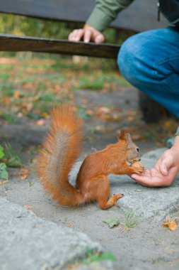 Sincap bir insanın elinden yer. Kibarca, sincabı besler. Parktaki sincaplar. Sonbahar parkında bir sincap fındık yer.