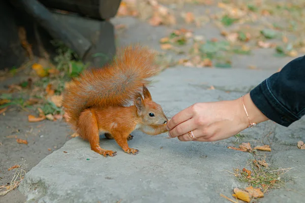 Eichhörnchen Frisst Aus Der Hand Einer Person Freundlichkeit Einer Person — Stockfoto