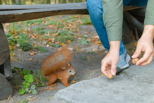 Esquilo Come Mão Uma Pessoa Bondade Uma Pessoa Alimenta Esquilos — Fotografia de Stock