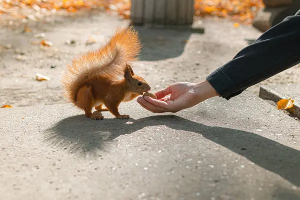 Eichhörnchen Frisst Aus Der Hand Einer Person Freundlichkeit Einer Person lizenzfreie Stockbilder