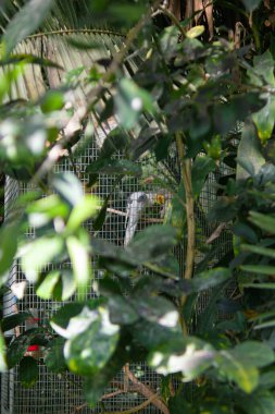 Palmiye yaprakları kapanıyor. Yeşil tropikal yapraklar. Yapraklı yeşil arka plan. Soyut arka plan. Yapraklı arka plan. Palmiye ağacı. Yaprakların makro fotoğrafı..