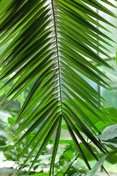 palm leaf close up.green tropical leaves.green background with leaves.abstract background.wallpaper.background with leaves.palm tree.macro photo of leaves.botany.green garden.tropical forest.green.