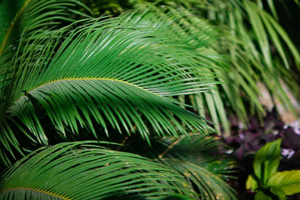 palm leaf close up.green tropical leaves.green background with leaves.abstract background.wallpaper.background with leaves.palm tree.macro photo of leaves.botany.green garden.tropical forest.green.
