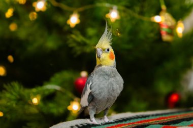 Sarı papağan. Şirin papağan. Evcil hayvan papağanı. En iyi papağan. Güzel bir kuş fotoğrafı. Komik papağan.