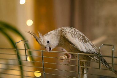 Beyaz yüzlü papağan. Güzel bir kuş fotoğrafı. Komik papağan. Cockatiel papağanı. Evcil sarı kuş. Güzel tüyler. Şirin papağan.