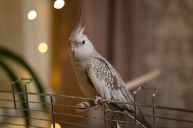 Beyaz yüzlü papağan. Güzel bir kuş fotoğrafı. Komik papağan. Cockatiel papağanı. Evcil sarı kuş. Güzel tüyler. Şirin papağan.