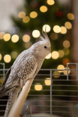 Beyaz yüzlü papağan. Güzel bir kuş fotoğrafı. Komik papağan. Cockatiel papağanı. Evcil sarı kuş. Güzel tüyler. Şirin papağan.