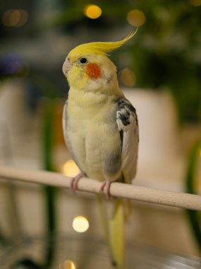 Güzel bir kuş fotoğrafı. Komik papağan. Cockatiel papağanı. Evcil sarı kuş. Güzel tüyler. Şirin papağan. Ciltli bir kuş.