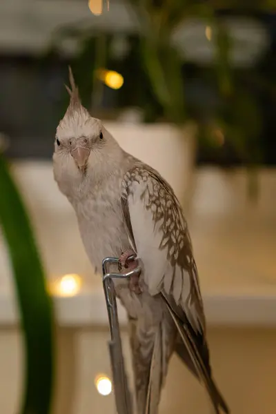 Beautiful photo of a bird.Funny parrot.Cockatiel parrot.Home pet yellow bird.Beautiful feathers.Cute cockatiel.Home pet parrot.A bird with a crest.Natural color.Birdie.The parrot looks in the mirror.beautiful cute parrot.wallpaper.care