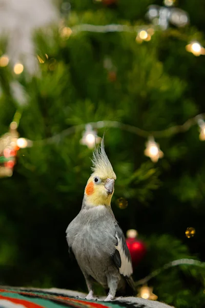 Sarı Papağan Şirin Papağan Evcil Hayvan Papağanı Iyi Papağan Güzel — Stok fotoğraf