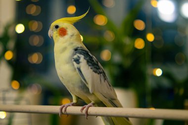 Güzel bir kuş fotoğrafı. Komik papağan. Cockatiel papağanı. Evcil sarı kuş. Güzel tüyler. Şirin papağan. Ciltli bir kuş.