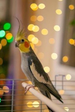 Güzel bir kuş fotoğrafı. Komik papağan. Cockatiel papağanı. Evcil sarı kuş. Güzel tüyler. Şirin papağan. Ciltli bir kuş.