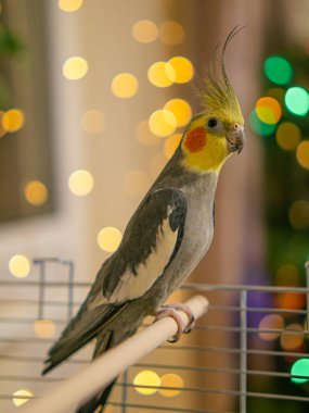 Beyaz yüzlü papağan. Güzel bir kuş fotoğrafı. Komik papağan. Cockatiel papağanı. Evcil sarı kuş. Güzel tüyler. Şirin papağan.