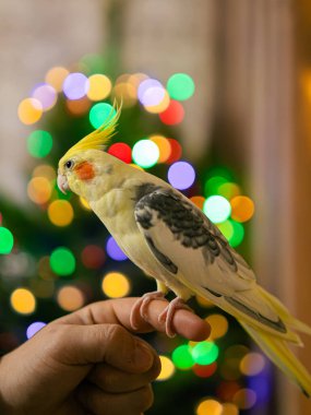 Pet.Cockatiel papağanı. Komik papağan. Cockatiel evcil hayvan. Cockatiel hayvan. Sevimli hayvan. Cockatiel. Cockatiel..