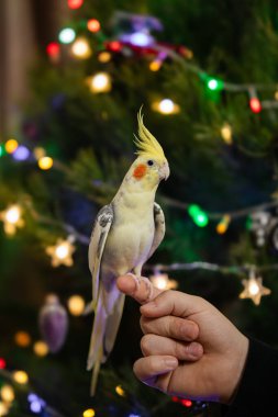 Güzel bir kuş fotoğrafı. Komik papağan. Cockatiel papağanı. Evcil sarı kuş. Güzel tüyler. Şirin papağan. Ciltli bir kuş.