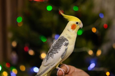 Güzel bir kuş fotoğrafı. Komik papağan. Cockatiel papağanı. Evcil sarı kuş. Güzel tüyler. Şirin papağan. Ciltli bir kuş.