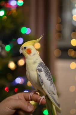 Güzel bir kuş fotoğrafı. Komik papağan. Cockatiel papağanı. Evcil sarı kuş. Güzel tüyler. Şirin papağan. Ciltli bir kuş.