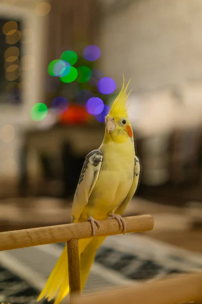 Beautiful photo of a bird.Funny parrot.Cockatiel parrot.Home pet yellow bird.Beautiful feathers.Cute cockatiel.Home pet parrot.A bird with a crest.Natural color.Birdie.The parrot looks in the mirror.beautiful cute parrot.wallpaper.care
