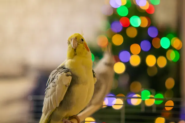 白い顔をしたカクテル 鳥の美しい写真 おかしいパロット カクテルパロット ホームペット黄色の鳥 美しい羽 カクテル カクテル 家ペットパロット 紋章を持つ鳥 — ストック写真