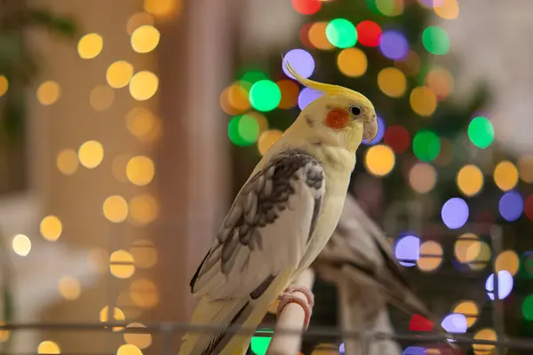 Güzel Bir Kuş Fotoğrafı Komik Papağan Cockatiel Papağanı Evcil Sarı — Stok fotoğraf