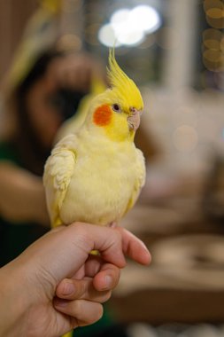 Güzel bir kuş fotoğrafı. Komik papağan. Cockatiel papağanı. Evcil sarı kuş. Güzel tüyler. Şirin papağan. Ciltli bir kuş.
