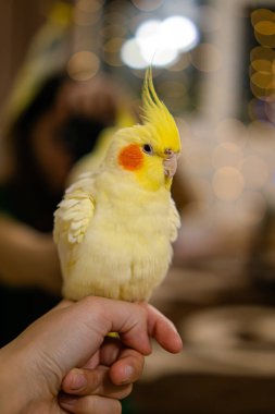 Güzel bir kuş fotoğrafı. Komik papağan. Cockatiel papağanı. Evcil sarı kuş. Güzel tüyler. Şirin papağan. Ciltli bir kuş.