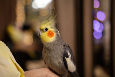 Güzel bir kuş fotoğrafı. Komik papağan. Cockatiel papağanı. Evcil sarı kuş. Güzel tüyler. Şirin papağan. Ciltli bir kuş.